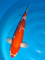 VHQ PRACHTIGE JAPANSE KOI    Zie foto's  eenmalige kans, Karper of Koi