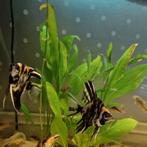 6 zwart/oranje/wit gemêleerde maanvissen €3.95 per stuk 4 cm, Dieren en Toebehoren, Vissen | Aquariumvissen, Vis, Zoetwatervis