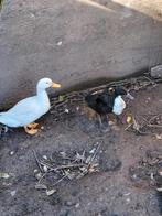 Paartje eenden, Dieren en Toebehoren, Pluimvee, Meerdere dieren, Eend
