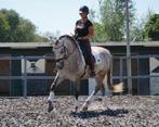 Spaanse PRE paarden, Dieren en Toebehoren, Paarden, Meerdere dieren, Recreatiepaard, 3 tot 6 jaar