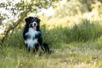 Ervaren Australian Shepherd dekreu met FCI stamboom, Dieren en Toebehoren, Honden | Herdershonden en Veedrijvers, 6 jaar of ouder