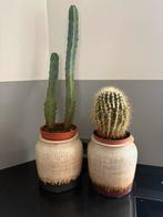 Cactus cactussen in pot twee stuks, Ophalen of Verzenden, Minder dan 100 cm, In pot, Cactus