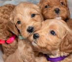 labradoodle puppy, Overige rassen, 8 tot 15 weken, Meerdere, Meerdere dieren