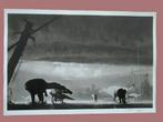 Fotoprint Douglas Henderson, gesigneerd, dino's, dinosaurus, Verzenden, Overige typen