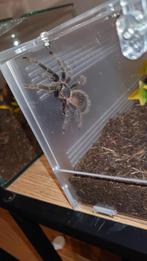 Lasiodora Parahybana 0.1