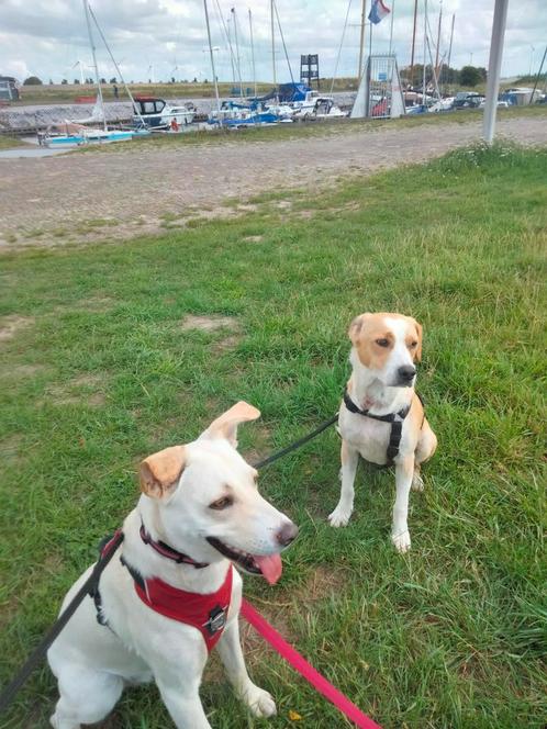 Hondenoppas, Diensten en Vakmensen, Dieren | Honden | Verzorging, Oppas en Les, Particuliere oppas, Pension of Dagopvang