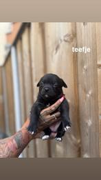 pocket bully pups!, Overige rassen, 8 tot 15 weken, Meerdere, Meerdere dieren