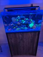 BlueMarine aquarium 160L incl koraal+vissen, Ophalen, Nieuw, Gevuld zeewateraquarium