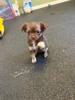 Langharige choco chihuahua teefje, Dieren en Toebehoren, Rabiës (hondsdolheid), 8 tot 15 weken, Teef, Meerdere