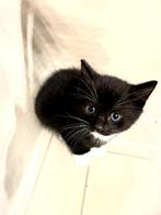 Europese korthaar kittens 15 September, Dieren en Toebehoren, Katten en Kittens | Raskatten | Korthaar, Meerdere dieren, Ontwormd