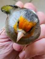 Bastaard putter man 2024 ,super zanger !, Mannelijk, Wildzangvogel, Geringd