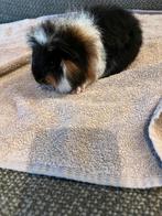 Driekleurige jonge ch Teddy cavia, zeugje, Dieren en Toebehoren, Cavia, Juli, Vrouwelijk, Tam