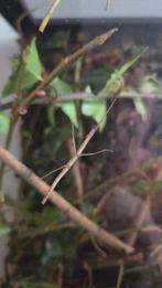 Wandelende tak, Dieren en Toebehoren, Insecten en Spinnen, Wandelende tak