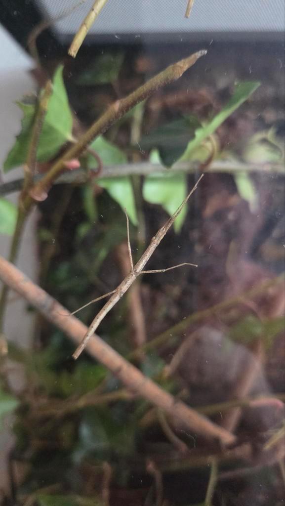 Wandelende tak, Dieren en Toebehoren, Insecten en Spinnen, Wandelende tak