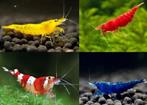 Nieuw binnen!!! diverse kleuren garnalen!!!, Kreeft, Krab of Garnaal, Zoetwatervis
