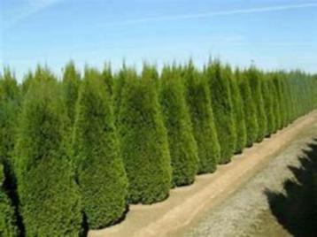 Thuja Smaragd (prachtige haagconifeer) in diverse maten beschikbaar voor biedingen