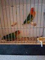 Fischerie's en personata, Meerdere dieren, Dwergpapegaai of Agapornis, Geringd