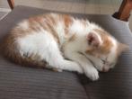 Kitten van de boerderij, Dieren en Toebehoren, Kater, Kortharig, 0 tot 2 jaar
