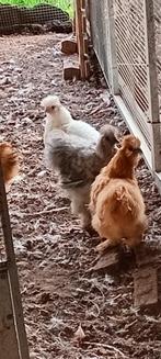 3 jonge Zijdehoender Hanen gratis voor zak drop, Dieren en Toebehoren, Mannelijk, Kip