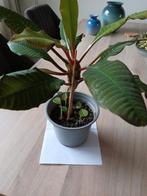 Madagascar Jewel totaal 33 cm kamerplant met 3 jonge stekjes, Ophalen of Verzenden