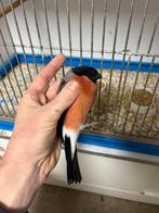 Noorse goudvink man, Dieren en Toebehoren, Vogels | Overige Vogels, Mannelijk, Wildzangvogel, Geringd