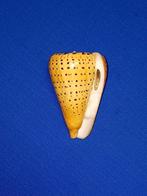 Schelpen, Conus betulinus, Verzamelen, Mineralen en Fossielen, Ophalen of Verzenden, Schelp(en)