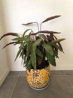 Calathea GRATIS ophalen., Ophalen, Volledige schaduw, Overige soorten, Minder dan 100 cm