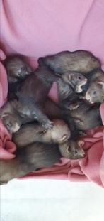 Super lieve fretten pups, fret, fretjes., Dieren en Toebehoren, Overige Dieren, Maart, Meerdere dieren