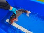 Koi, Dieren en Toebehoren, Vissen | Vijvervissen, Karper of Koi