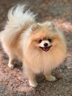 Pomeranian Dekreu (NIET TE KOOP), Dieren en Toebehoren, Honden | Dekreuen, Rabiës (hondsdolheid), Reu, 1 tot 2 jaar, Eén hond