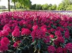Rhododendrons, Tuin en Terras, Planten | Struiken en Hagen, Ophalen, Rhododendron, Struik, 100 tot 250 cm