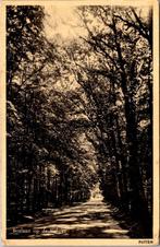Putten - Boslaan op de Veluwe (1952), Verzenden, 1940 tot 1960, Gelopen, Gelderland