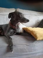 WHIPPET PUPS TE  KOOP., Dieren en Toebehoren, Rabiës (hondsdolheid), Whippet, 8 tot 15 weken, Meerdere
