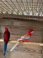 1-0 pennant ovj, Dieren en Toebehoren, Vogels | Parkieten en Papegaaien, Mannelijk, Parkiet