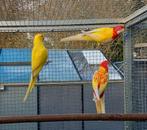 Halsband en rosella's, Meerdere dieren, Parkiet, Geringd