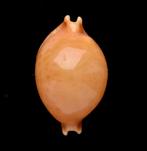 Schelpen: Cypraea globulus 21,8mm (Gem) Thailand, Ophalen of Verzenden, Schelp(en)