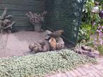 Hollandse kriel patrijskleur, Meerdere dieren, Kip