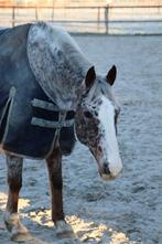 Lieve Appaloosa ruin, Dieren en Toebehoren, Paarden, Minder dan 160 cm, Ruin, Zadelmak, Gechipt