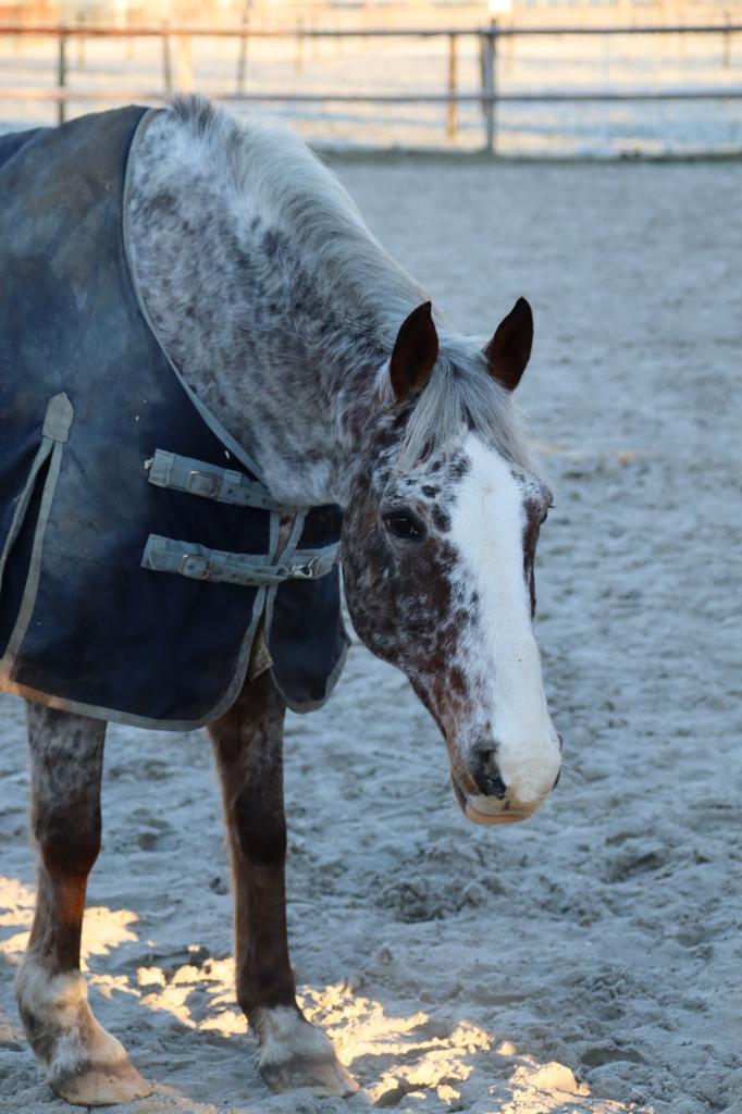 Lieve Appaloosa ruin, Dieren en Toebehoren, Paarden, Ruin, Zadelmak, Minder dan 160 cm, 11 jaar of ouder, Recreatiepaard, Met stamboom