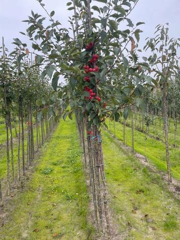 Sierappels . Red sentimel en evereste beschikbaar voor biedingen
