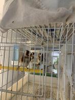 Mojar putter, Mannelijk, Wildzangvogel, Geringd