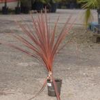 Cordyline Australis 'red Star' - Rode Koolpalm g20078, Tuin en Terras, Planten | Tuinplanten, Ophalen of Verzenden