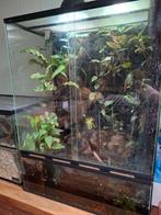 Paludarium met 2 adelphobates galactonotus blue, 0 tot 2 jaar