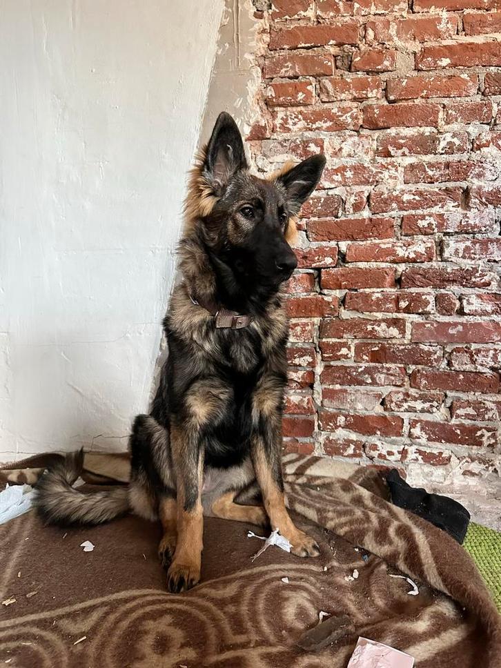 Herdershond kruising 6 maand, Dieren en Toebehoren, Honden | Herdershonden en Veedrijvers, Teef, Herder, Particulier, Eén hond