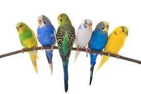 Gezocht: Grasparkiet, Dieren en Toebehoren, Vogels | Parkieten en Papegaaien, Parkiet, Vrouwelijk, Tam