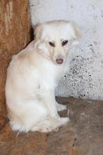 Lieve Snowy ter adoptie!, Particulier, Rabiës (hondsdolheid), 1 tot 2 jaar, Buitenland