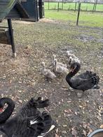 Zwarte zwanen, Dieren en Toebehoren, Meerdere dieren, Gans of Zwaan