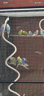 vogel volieren met engelse parkieten, Dieren en Toebehoren, Vogels | Parkieten en Papegaaien, Meerdere dieren, Parkiet