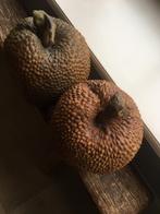 Sier fruit, Ophalen, Nieuw