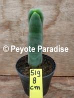 Unieke Penis Cactussen, de echte die je nooit meer vergeet !, Verzenden, Minder dan 100 cm, In pot, Cactus